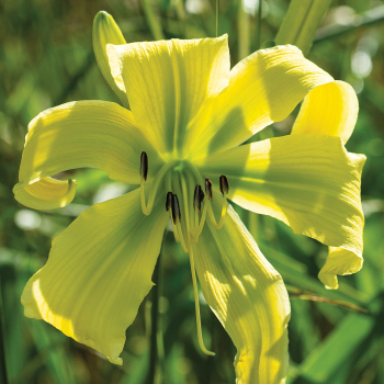 Daylily Spider Miracle