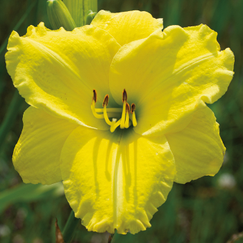 Daylily R&R Imperial Yellow