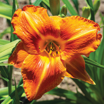 Daylily, Tuscawilla Tigress Daylily, Tuscawilla Tigress