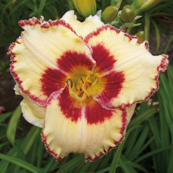 Daylily Whirling Rainbows 