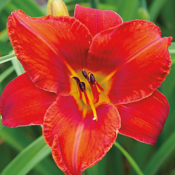 Daylily, Wayside Fireside Daylily, Wayside Fireside