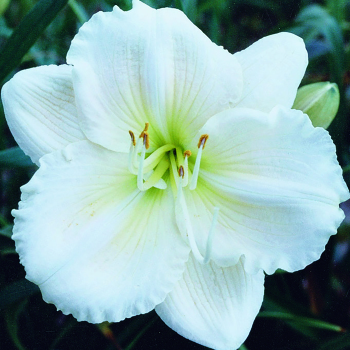 Daylily, Window Dressing
