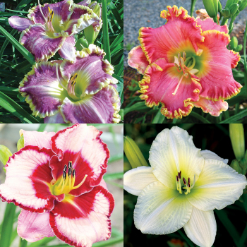Popular Favorites Daylily Collection