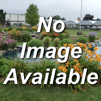 Daylily, Mini Mix, Pack of 3 Daylily, Mini Mix, Pack of 3