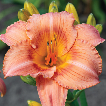 Daylily, R&R Tangerine Dreams
