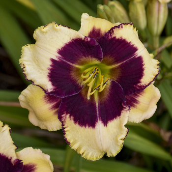 Daylily, Blackthorne Daylily, Blackthorne