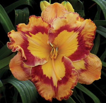 Daylily Corona Star