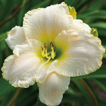 Early Snow Daylily
