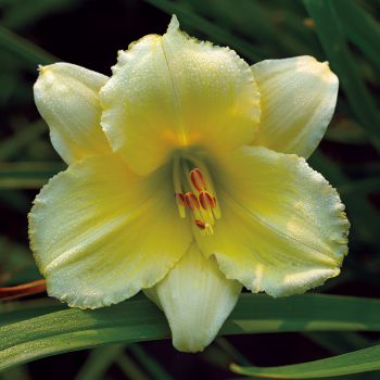 Daylily, Fragrant Reflections Daylily, Fragrant Reflections