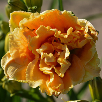 Daylily, Siloam Peony Display Daylily, Siloam Peony Display