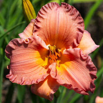 Hemerocallis Smoky Mountain Autumn