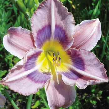 Hemerocallis Last Flight Out