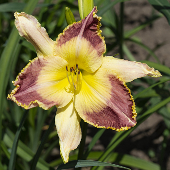 Daylily, Lotus Position Daylily, Lotus Position
