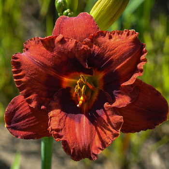 Daylily, Mighty Chestnut