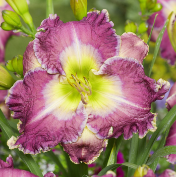 Hemerocallis Ring the Bells of Heaven