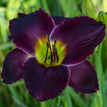 Daylily, Round Midnight Daylily, Round Midnight