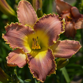 Daylily, R&R Satin Bouquet