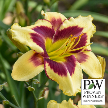 Daylily, Star of the North Daylily, Star of the North