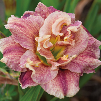 Hemerocallis Spotted Fever