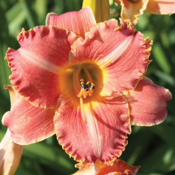 Daylily R&R Touch Of Romance
