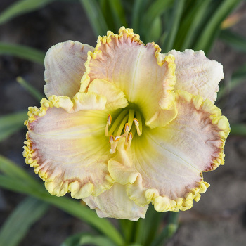 Daylily, Singular Sensation Daylily, Singular Sensation