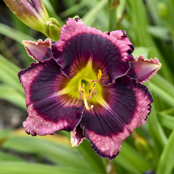 Daylily, The Band Played On Daylily, The Band Played On