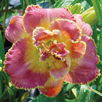 Hemerocallis Unlock the Stars