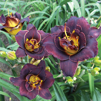 Daylily, Voodoo Dancer Daylily, Voodoo Dancer