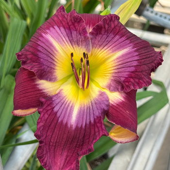 Hemerocallis Water Dragon
