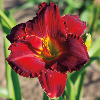 Daylily R&R Lady In Red