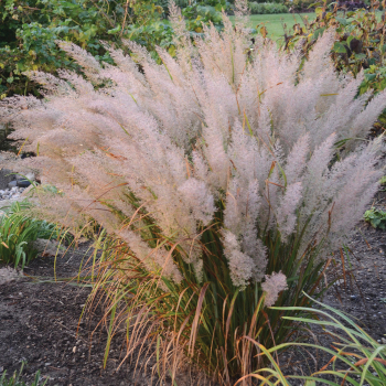 Grass Calamagrostis Brachytricha