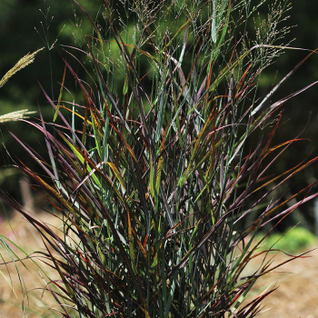 Grass Panicum virgatum Hot Rod
