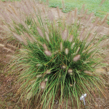 Grass Pennisetum Hush Puppy