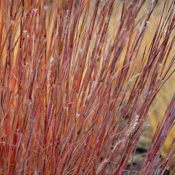 Grass, Ornamental, Blaze Grass, Ornamental, Blaze
