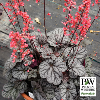Heuchera Dolce&reg; Glazed and Infused