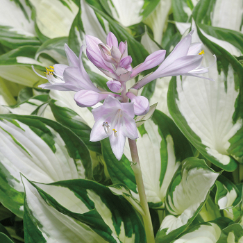 Hosta Amazone