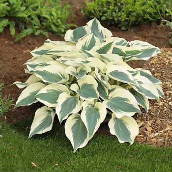 Hosta, Firn Line Hosta, Firn Line