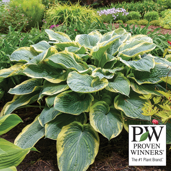 Hosta, Gigantosaurus Hosta, Gigantosaurus