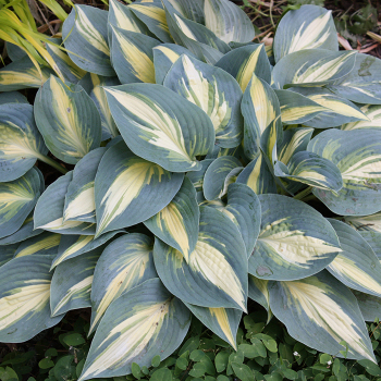 Hosta, High Society Hosta, High Society