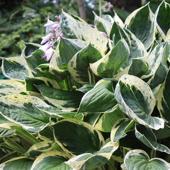Hosta, Independence Hosta, Independence