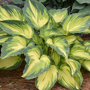 Hosta My Fair Lady