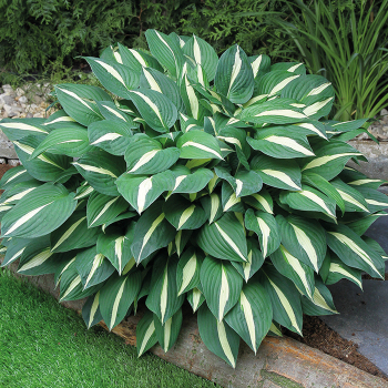 Hosta, Risky Business