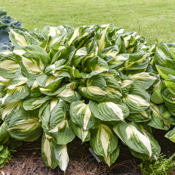 Hosta, Vulcan