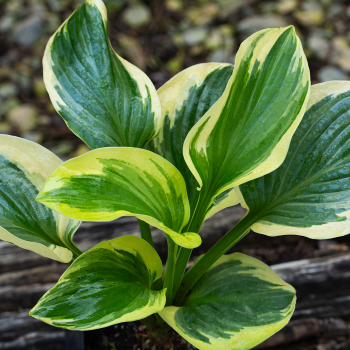 Hosta, Diana Remembered Hosta, Diana Remembered
