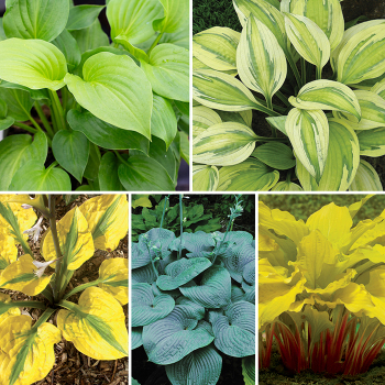 Popular Favorites Hosta Collection Popular Favorites Hosta Collection