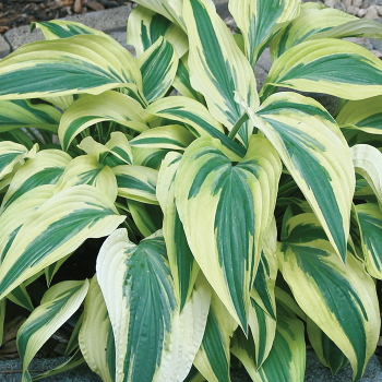 Hosta, Lakeside Dragonfly Hosta, Lakeside Dragonfly