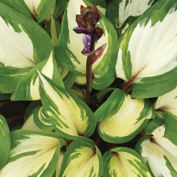 Hosta, Raspberry Sundae