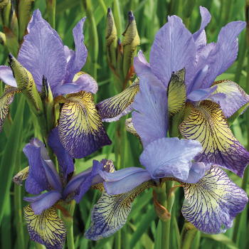 Siberian Iris Banish Misfortune