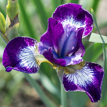 Iris, Siberian, Currier Iris, Siberian, Currier