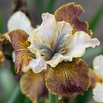 Iris, Siberian, Jerry Murphy™ Iris, Siberian, Jerry Murphy™